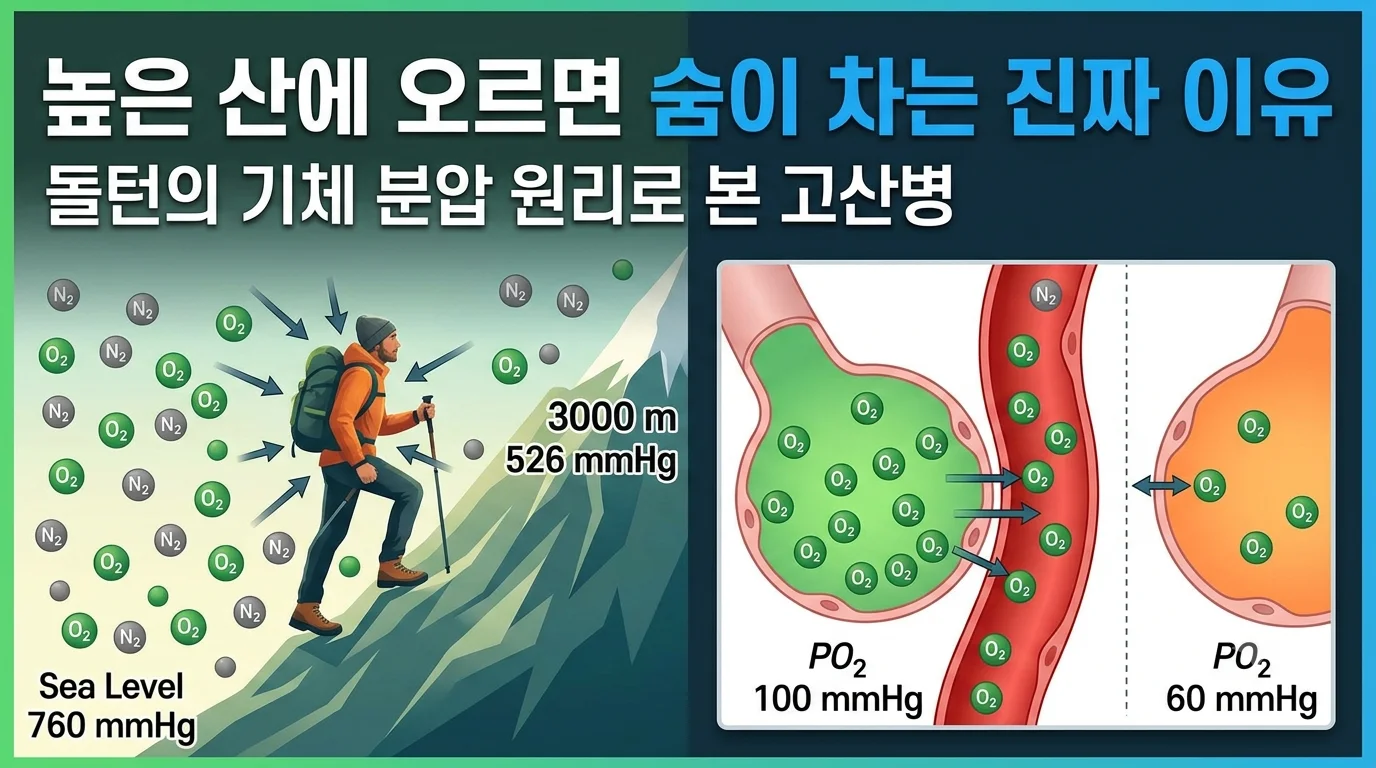 해수면과 고산지대의 기압 및 산소 분압 차이를 비교하고, 폐포와 모세혈관 사이의 산소 이동(확산)이 높은 압력($100\text{ mmHg}$)에서는 활발하고 낮은 압력($60\text{ mmHg}$)에서는 줄어드는 것을 설명하는 과학 인포그래픽 썸네일.