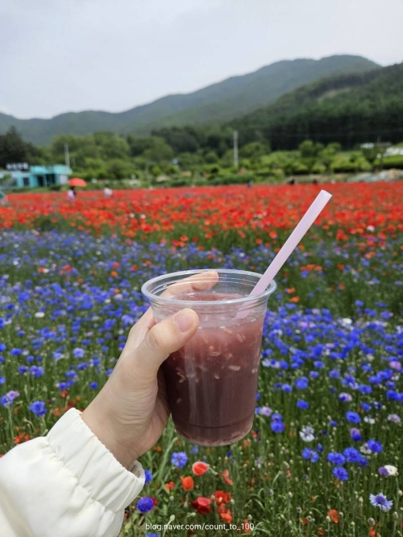 용수골꽃양귀비축제 기본정보