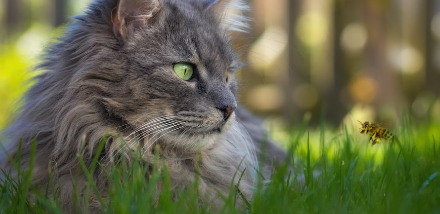 풀숲에서 날아다니는 벌을 보고 있는 고양이.