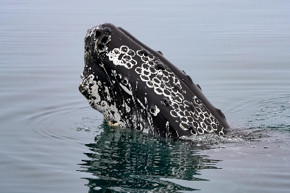 영화 고래와 나 관련 사진