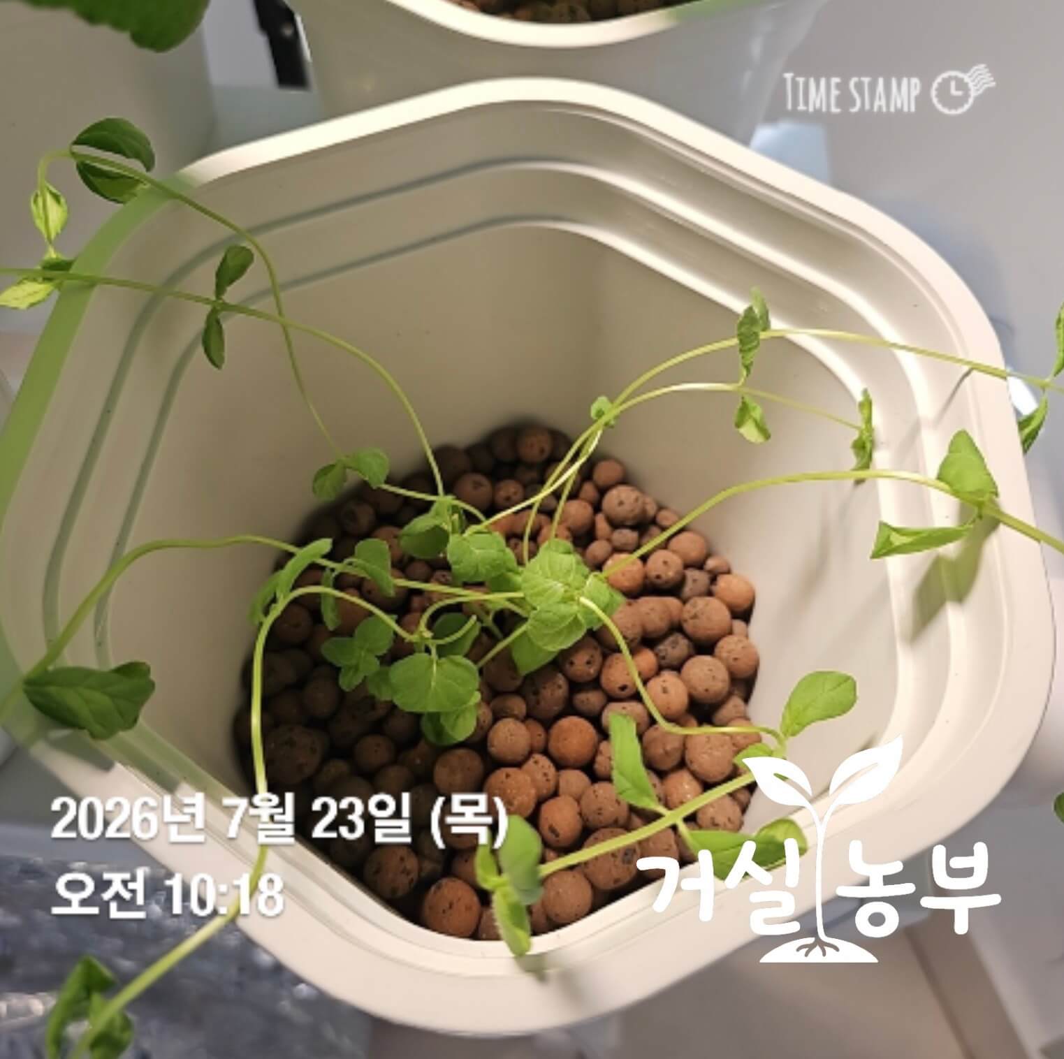 수경재배기에서 길게 자란 페퍼민트 줄기를 순지르기한 모습