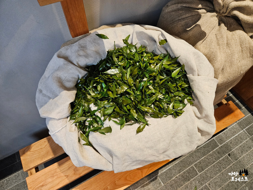 오설록 티 뮤지엄 녹차잎