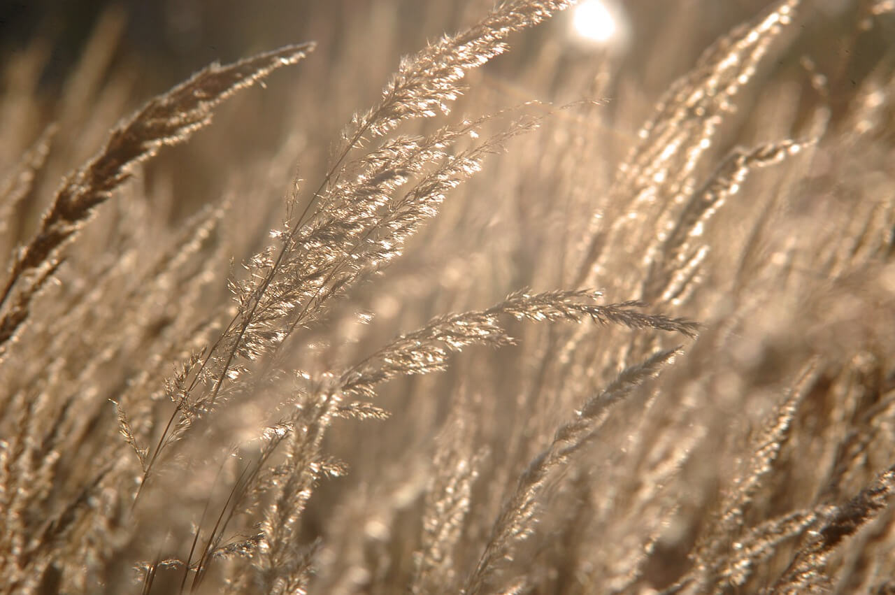 순천만 갈대축제