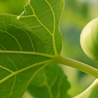 무화과 효능, 달콤한 과일이 주는 건강 선물