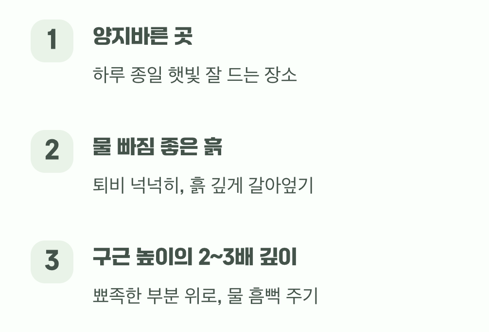 성공적인 심기를 위한 작은 팁