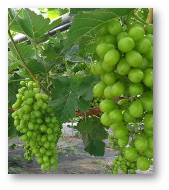 샤인머스켓 효능1