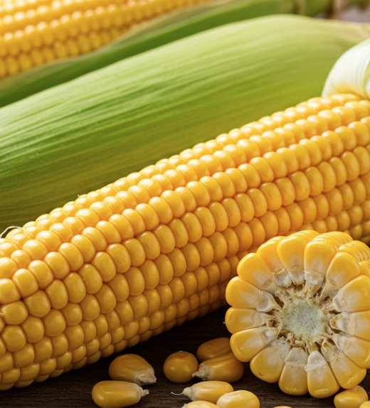 옥수수의 주요 효능 1