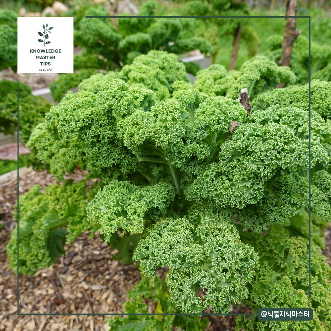 11월에 심는 작물 - 케일
