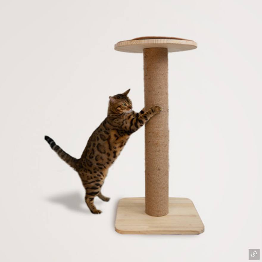 반려인능력시험