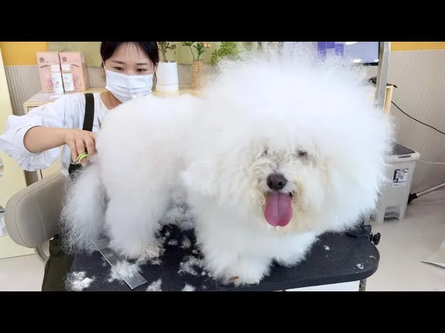 비숑 프리제 분양가격 종류 미니비숑 성격_3