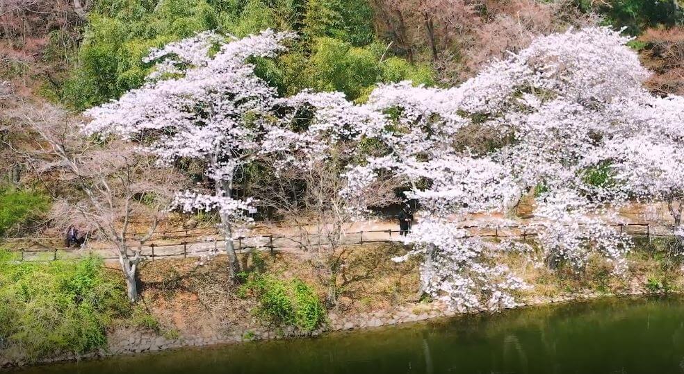 진해 군항제 축제 정보