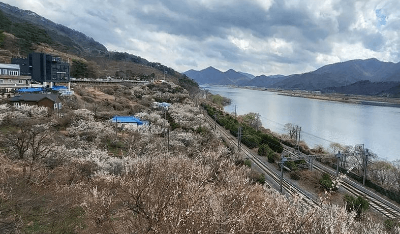 매화 축제 일정