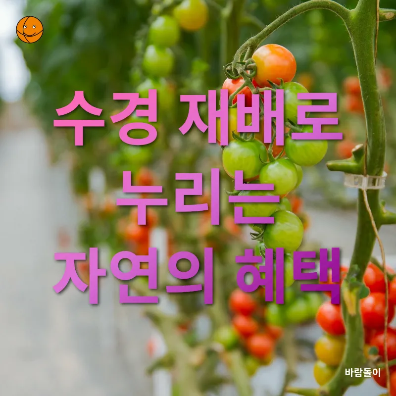 수경 재배_3