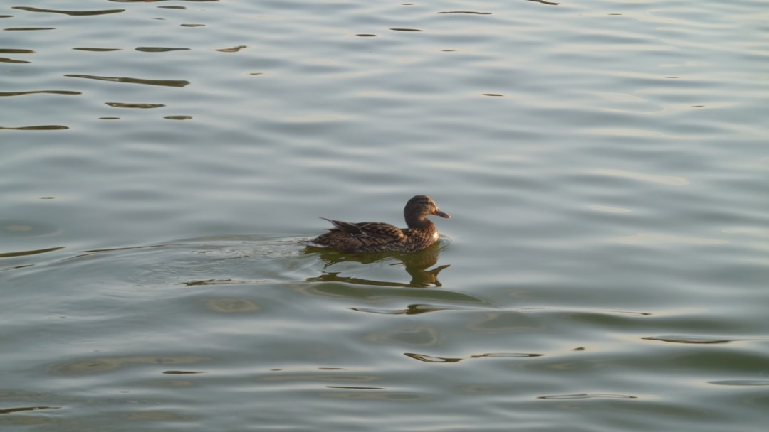 Duck.