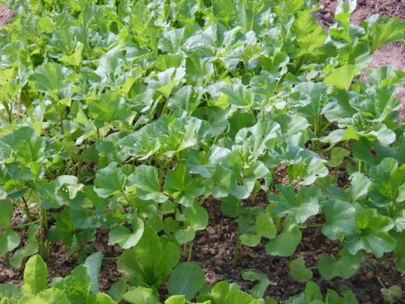 아욱 재배 텃밭 초보 직파 심기 병충해 적음_4