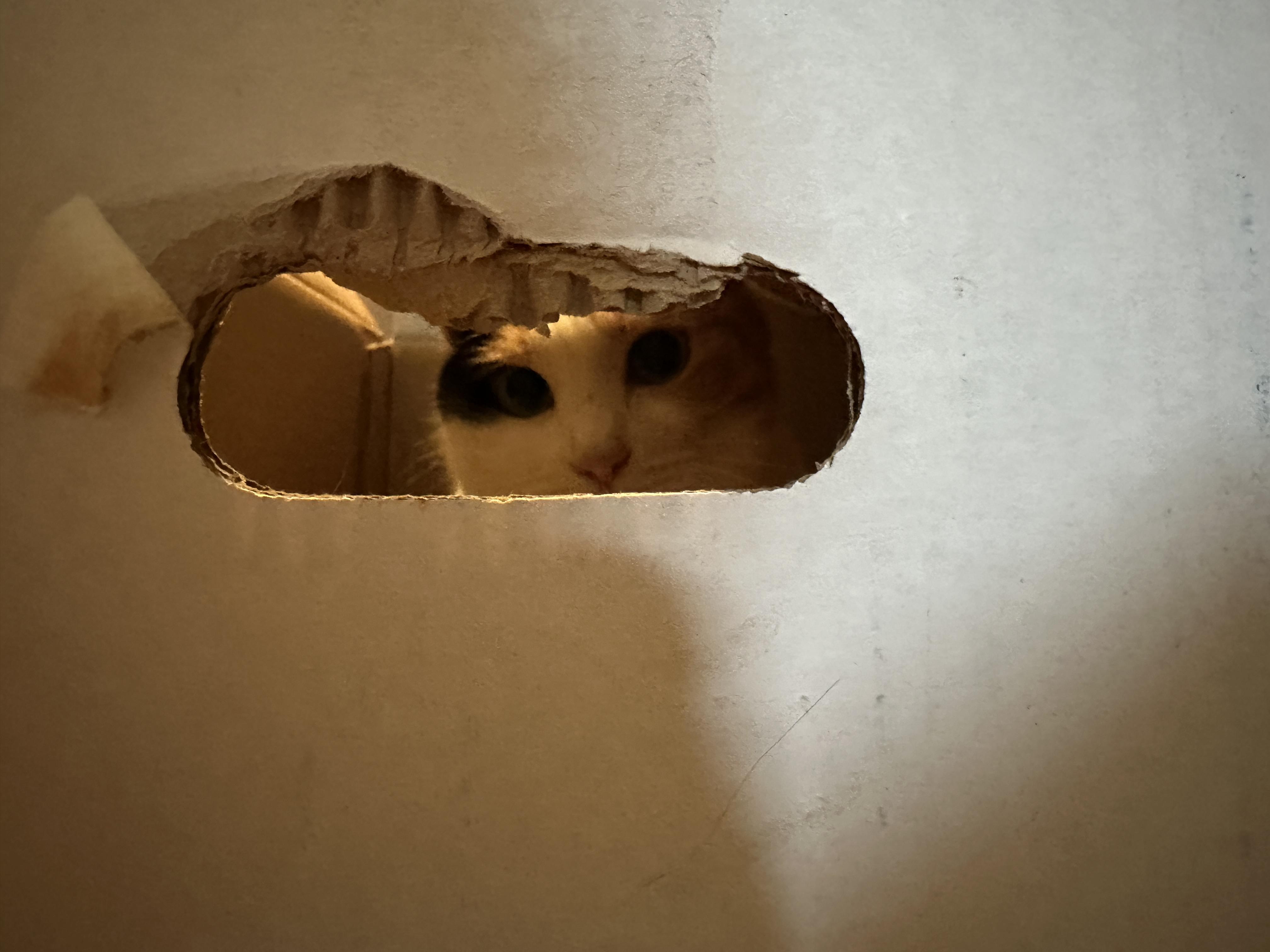 작은_구멍_사이로_요미랑_눈_마주침