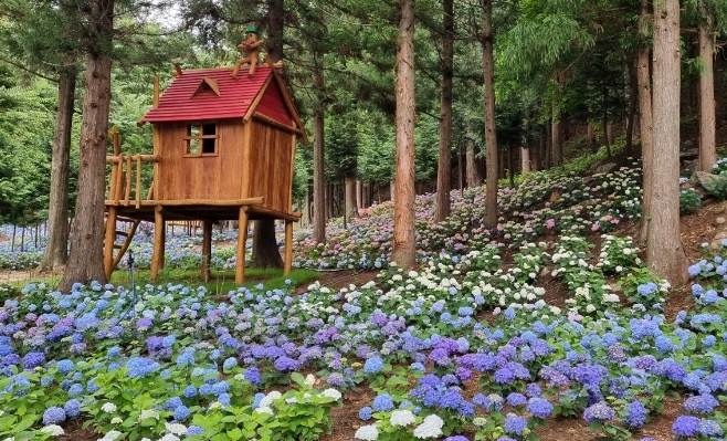 6월~7월 보성 수국 절정 시기부터 추천 코스까지