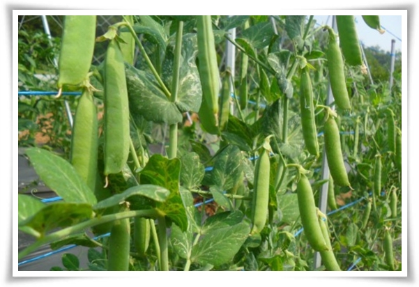 텃밭관리 "3월에 심기 좋은 작물" 감자 당근 상추 시금치 대파 비트 완두콩 ...