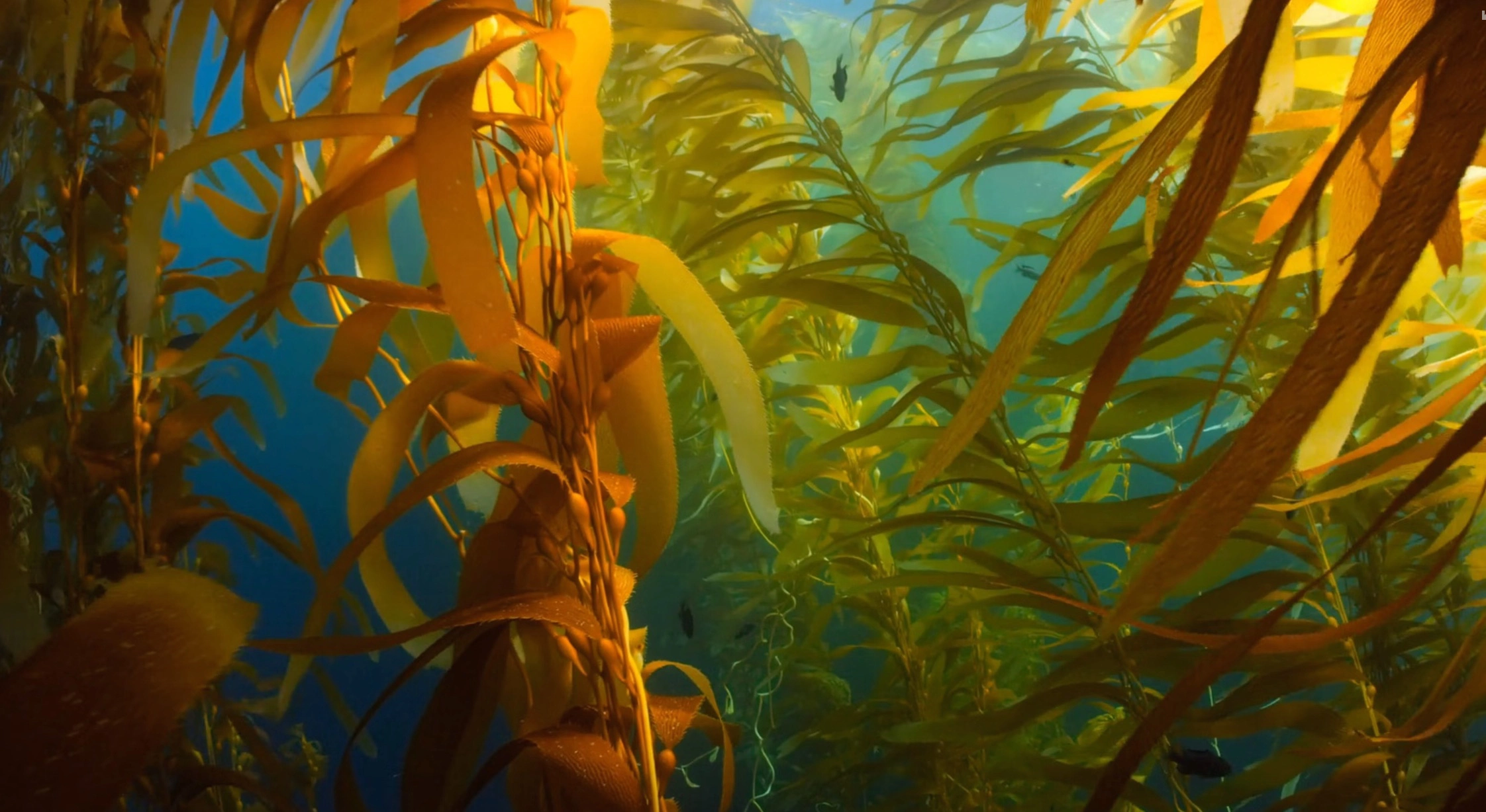 갑상선기능저하증 증상