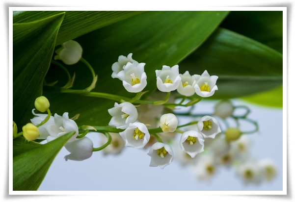 "은방울 꽃" 자연의 아름다움과 신비를 담은 작은 보석!