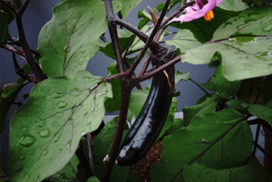 고지혈증에 좋은 음식08