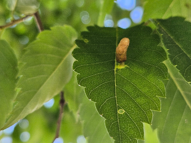 느티나무외줄면충2