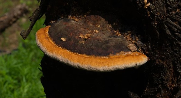 건강식품이라 착각하기 쉬운 음식 부작용 - 코코넛오일, 과일주스, 스포츠음료, 단백질쉐이크, 저지방샐러드드레싱, 가공치즈, 마가린, 저지방우유, 말린과일, 상황버섯, 등푸른생선, 감자