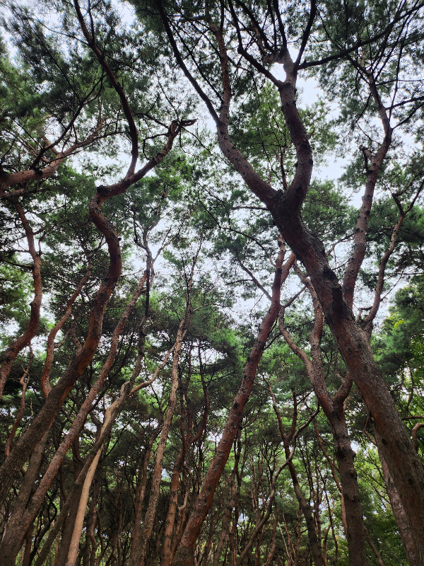 경기도데이트코스 융건릉