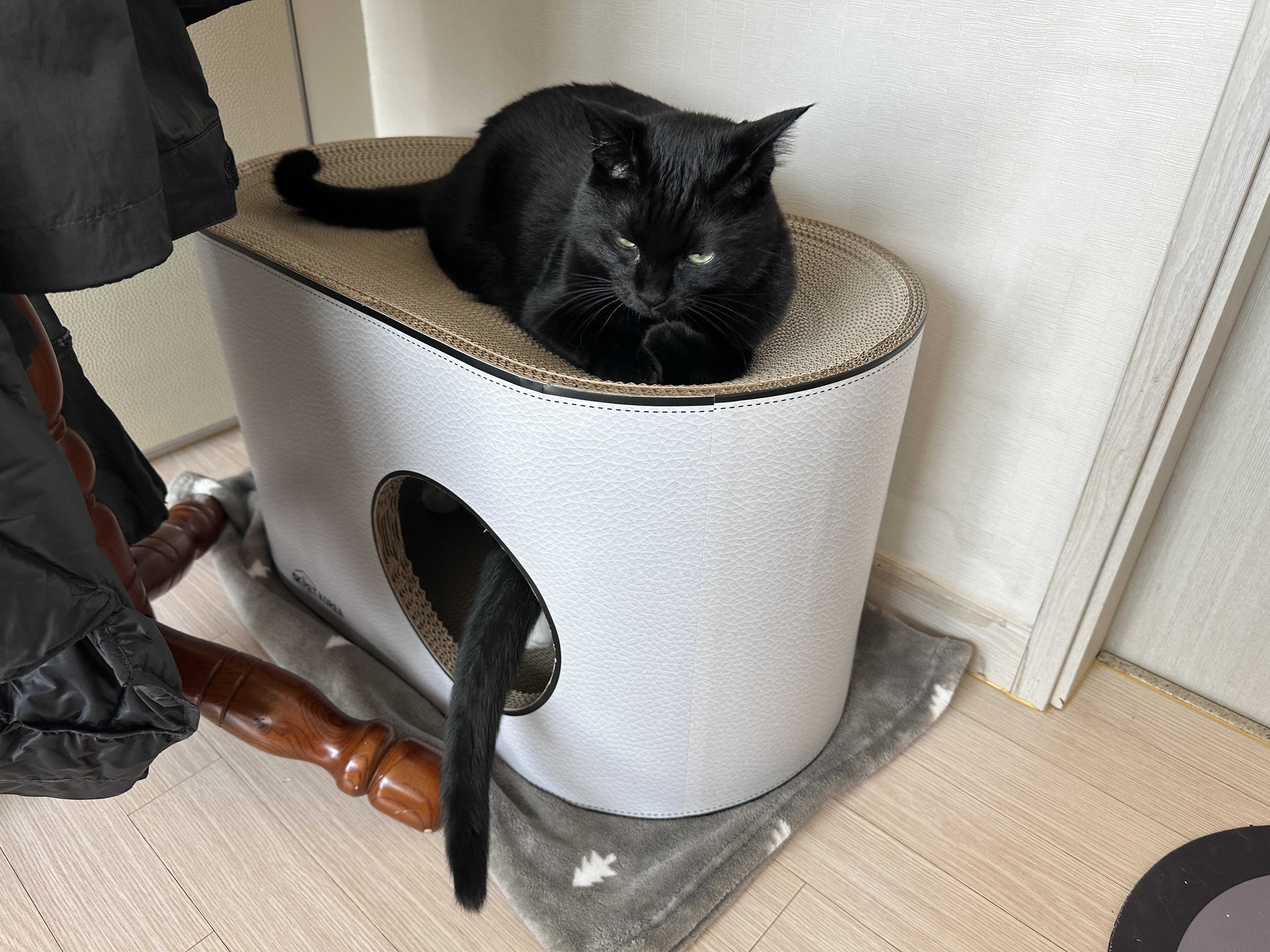 스크래쳐_윗층은_올블랙_건이가_자리잡았고_아래층엔_젖소냥이가_들어가고_있다