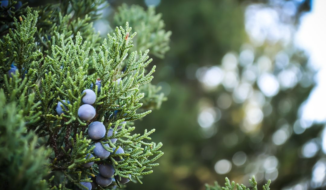 Juniperus