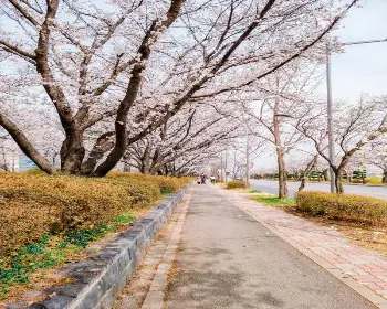 벚꽃 개화시기_4