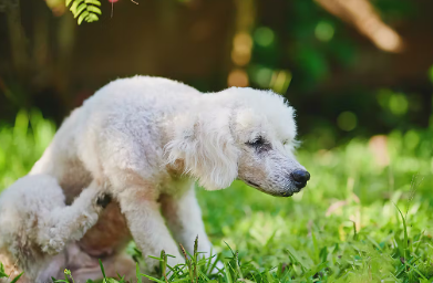 몸을 긁는 개의 심리 스트레스 사인.