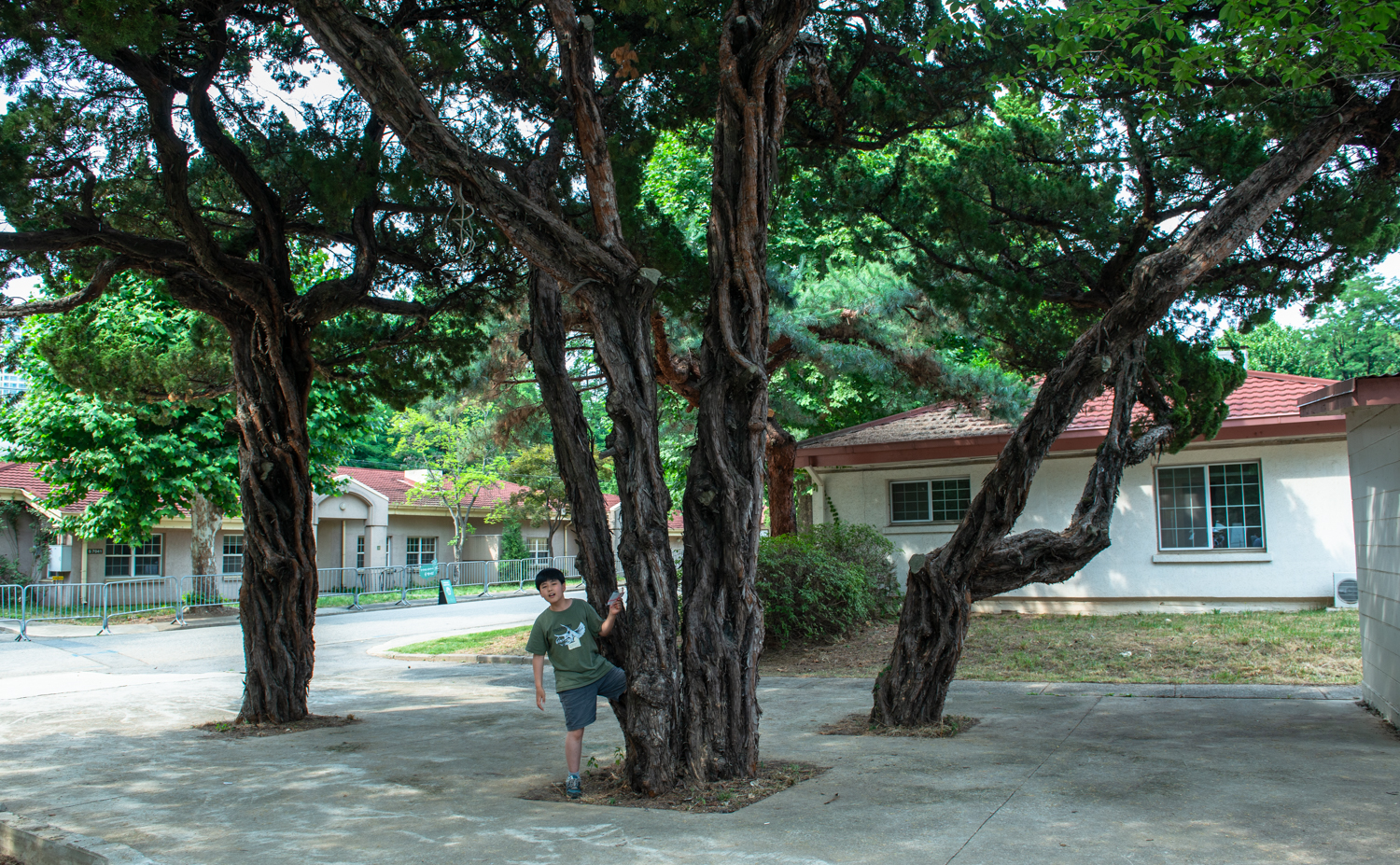 미군기지 향나무