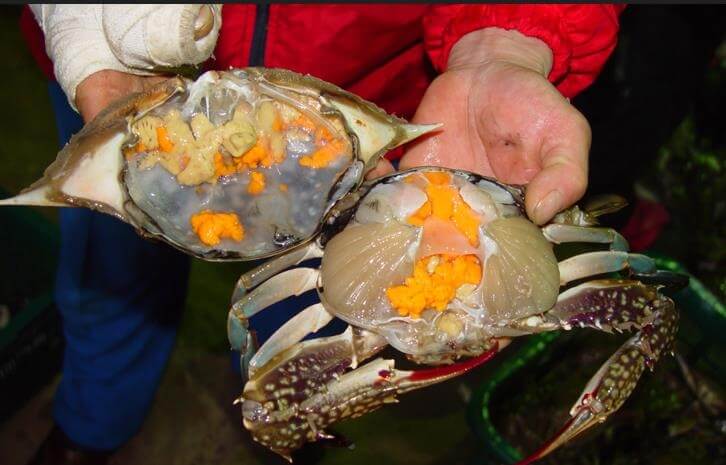 극한직업 진도 꽃게 택배 주문하기 