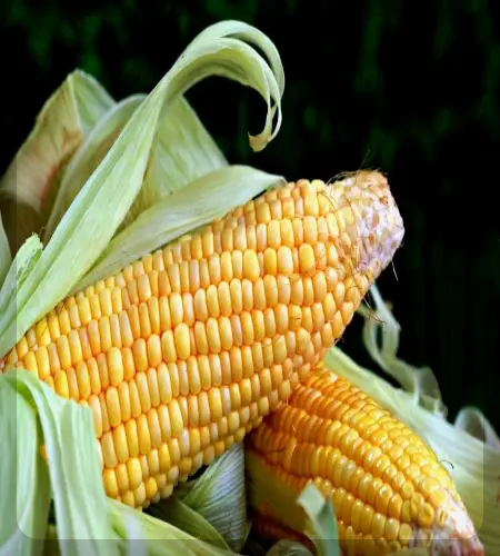 홍천 찰옥수수 축제_2