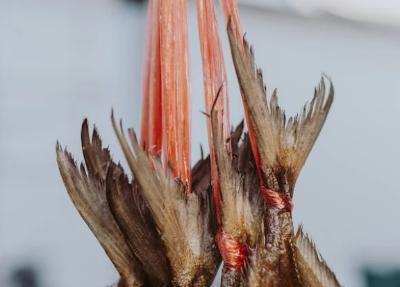 명태 이름 종류