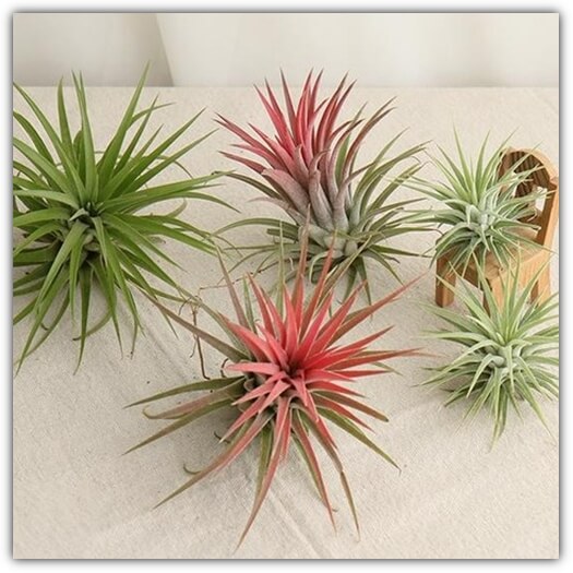 틸란드시아 이오난사