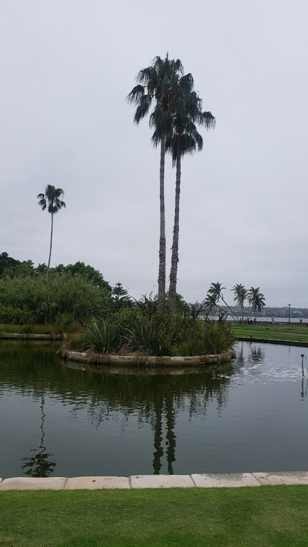 왕립식물원에서 바라보는 오페라하우스 전경