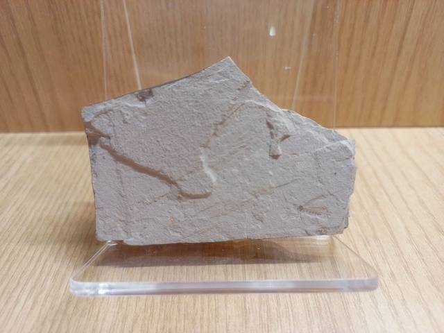 [관찰 학습] 고생대 중생대 화석 수집 (암모나이트 삼엽충 모기 새우)