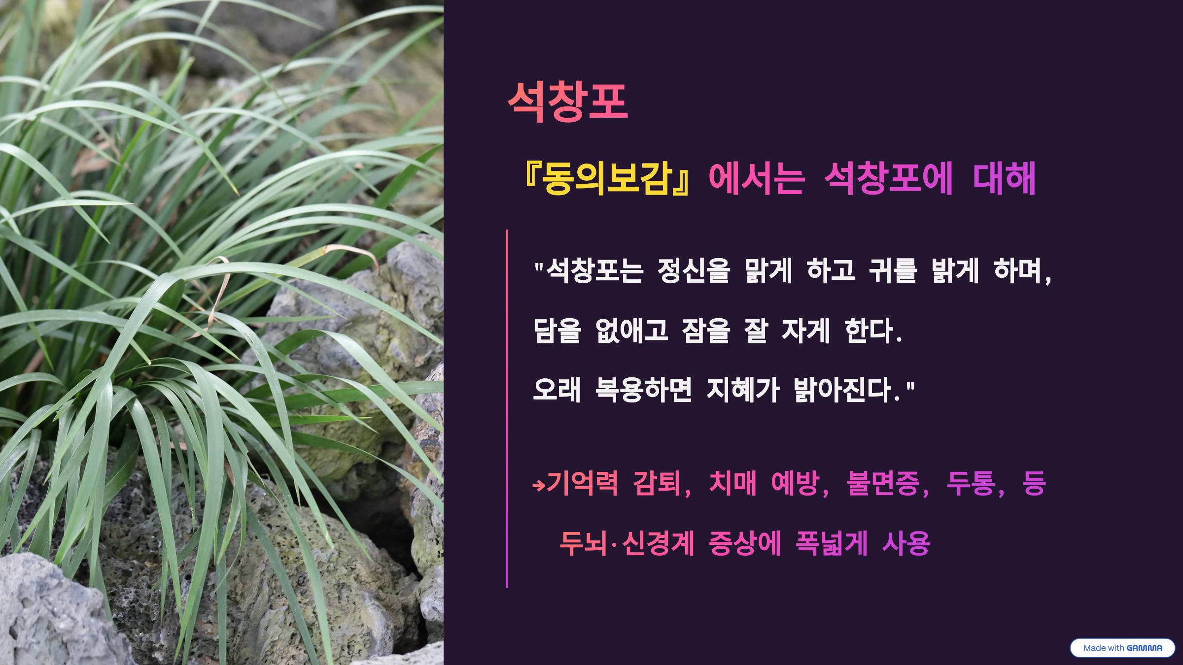 석창포란? 동의보감에서의 석창포설명