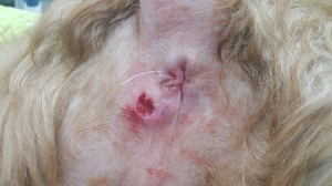 항문낭염을 앓고있는 강아지의 뒷모습