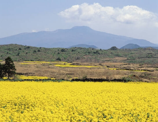 한라산-3월-제주도-가볼만한곳