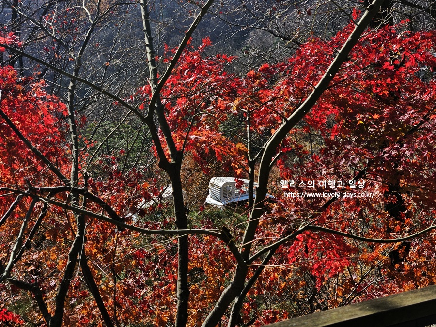 2025 화담숲 마지막 가을 단풍 화담채 분재 즐기기