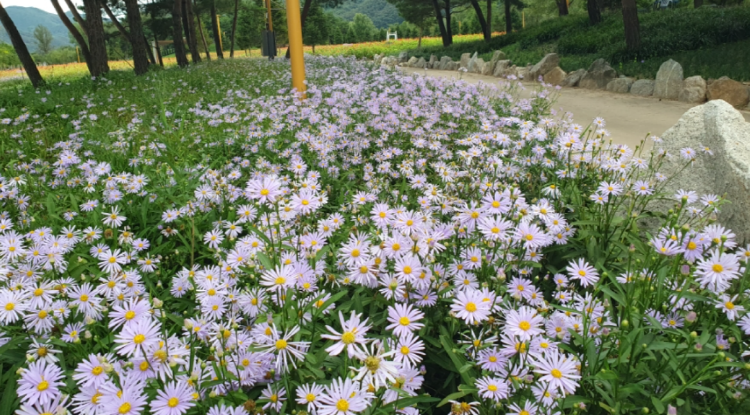 자라섬 꽃 페스타