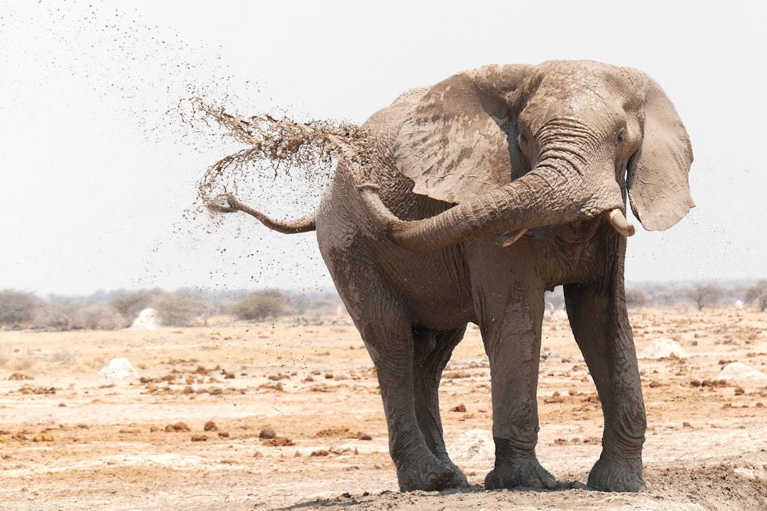 Mud