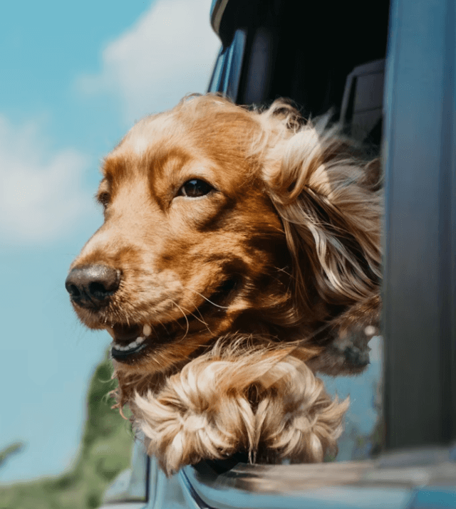 반려동물과 여행&amp;#44; 준비물부터 숙소까지 완벽 정리!