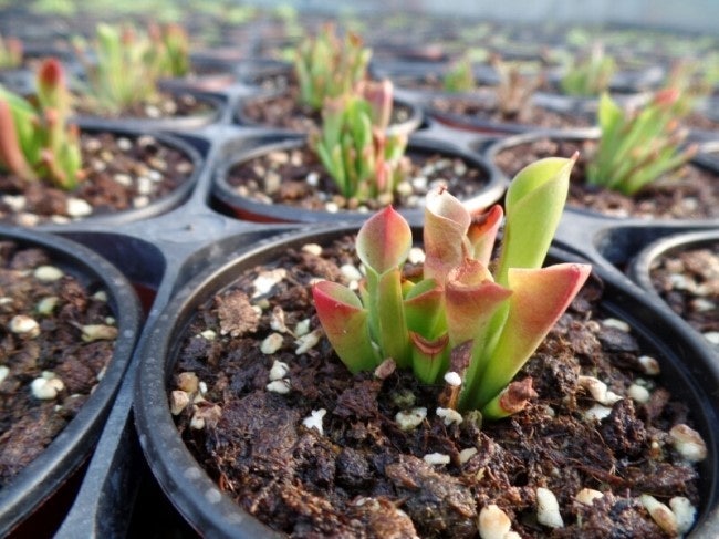 🏔️ 헬리암포라(Heliamphora) 화분