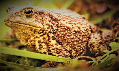 풀숲 사이 두꺼비 모습