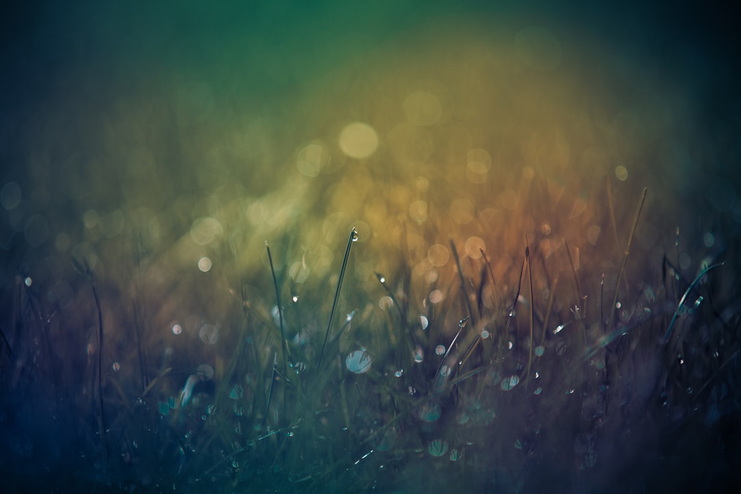 Dream.