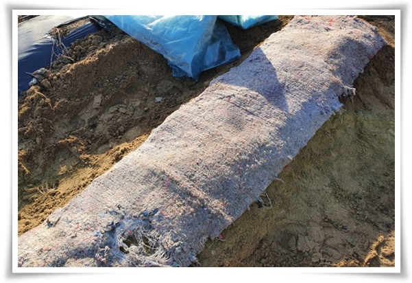 "남은 김장 배추 보관법" 땅속에 묻기/냉장/냉동 보관 등 오래 보관하는 법!